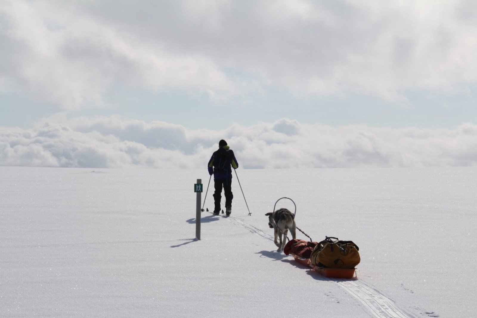 A lone skier pulling a pulk across the white Finnmarksvidda plateau
